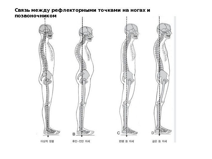 Связь между рефлекторными точками на ногах и позвоночником 